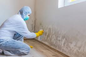 Best Black Mold Removal  in Acres Green, CO