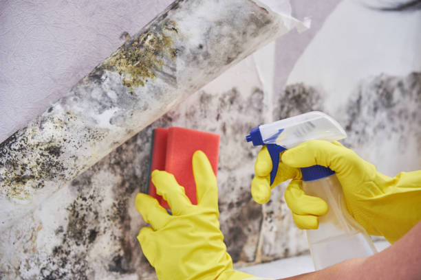 Best Attic Mold Removal  in Acres Green, CO